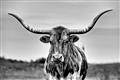 Picture of Longhorn Bull _GroupedProduct_Rectangle_Landscape_Photography _GroupedProduct_Rectangle_Landscape_Unframed_Print_Only_