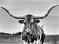 Picture of Longhorn Bull _GroupedProduct_Rectangle_Landscape_Photography _GroupedProduct_Rectangle_Landscape_Unframed_Print_Only_