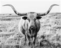 Picture of Longhorn Bull II _GroupedProduct_Rectangle_Landscape_Photography _GroupedProduct_Rectangle_Landscape_Unframed_Print_Only_