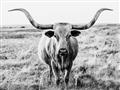 Picture of Longhorn Bull II _GroupedProduct_Rectangle_Landscape_Photography _GroupedProduct_Rectangle_Landscape_Unframed_Print_Only_