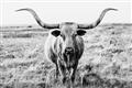 Picture of Longhorn Bull II _GroupedProduct_Rectangle_Landscape_Photography _GroupedProduct_Rectangle_Landscape_Unframed_Print_Only_