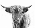 Picture of Maggie, the Cow  _GroupedProduct_Rectangle_Landscape_Photography _GroupedProduct_Rectangle_Landscape_Unframed_Print_Only_