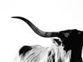 Picture of Max, the Bull _GroupedProduct_Rectangle_Landscape_Photography _GroupedProduct_Rectangle_Landscape_Unframed_Print_Only_