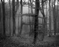 Picture of Mysterious Woods  _GroupedProduct_Rectangle_Landscape_Photography _GroupedProduct_Rectangle_Landscape_Unframed_Print_Only_