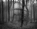 Picture of Mysterious Woods  _GroupedProduct_Rectangle_Landscape_Photography _GroupedProduct_Rectangle_Landscape_Unframed_Print_Only_