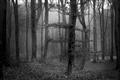 Picture of Mysterious Woods  _GroupedProduct_Rectangle_Landscape_Photography _GroupedProduct_Rectangle_Landscape_Unframed_Print_Only_