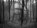 Picture of Mysterious Woods  _GroupedProduct_Rectangle_Landscape_Photography _GroupedProduct_Rectangle_Landscape_Unframed_Print_Only_