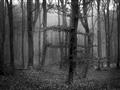 Picture of Mysterious Woods  _GroupedProduct_Rectangle_Landscape_Photography _GroupedProduct_Rectangle_Landscape_Unframed_Print_Only_