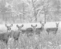 Picture of Oh Deer  _GroupedProduct_Rectangle_Landscape_Photography _GroupedProduct_Rectangle_Landscape_Unframed_Print_Only_