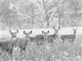 Picture of Oh Deer  _GroupedProduct_Rectangle_Landscape_Photography _GroupedProduct_Rectangle_Landscape_Unframed_Print_Only_