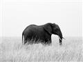 Picture of Out of Africa  _GroupedProduct_Rectangle_Landscape_Photography _GroupedProduct_Rectangle_Landscape_Unframed_Print_Only_