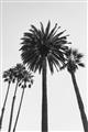Picture of Palm Trees  _GroupedProduct_Rectangle_Portrait_Photography _GroupedProduct_Rectangle_Portrait_Unframed_Print_Only_