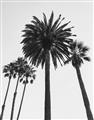 Picture of Palm Trees  _GroupedProduct_Rectangle_Portrait_Photography _GroupedProduct_Rectangle_Portrait_Unframed_Print_Only_