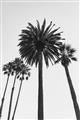 Picture of Palm Trees  _GroupedProduct_Rectangle_Portrait_Photography _GroupedProduct_Rectangle_Portrait_Unframed_Print_Only_