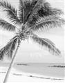 Picture of Palm Trees II _GroupedProduct_Rectangle_Portrait_Photography _GroupedProduct_Rectangle_Portrait_Unframed_Print_Only_