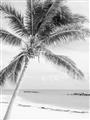 Picture of Palm Trees II _GroupedProduct_Rectangle_Portrait_Photography _GroupedProduct_Rectangle_Portrait_Unframed_Print_Only_