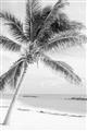 Picture of Palm Trees II _GroupedProduct_Rectangle_Portrait_Photography _GroupedProduct_Rectangle_Portrait_Unframed_Print_Only_
