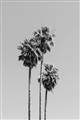 Picture of Palm Trees III _GroupedProduct_Rectangle_Portrait_Photography _GroupedProduct_Rectangle_Portrait_Unframed_Print_Only_
