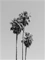 Picture of Palm Trees III _GroupedProduct_Rectangle_Portrait_Photography _GroupedProduct_Rectangle_Portrait_Unframed_Print_Only_