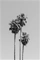 Picture of Palm Trees III _GroupedProduct_Rectangle_Portrait_Photography _GroupedProduct_Rectangle_Portrait_Unframed_Print_Only_