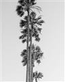 Picture of Palm Trees IV _GroupedProduct_Rectangle_Portrait_Photography _GroupedProduct_Rectangle_Portrait_Unframed_Print_Only_