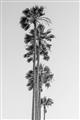 Picture of Palm Trees IV _GroupedProduct_Rectangle_Portrait_Photography _GroupedProduct_Rectangle_Portrait_Unframed_Print_Only_