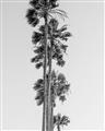 Picture of Palm Trees IV _GroupedProduct_Rectangle_Portrait_Photography _GroupedProduct_Rectangle_Portrait_Unframed_Print_Only_