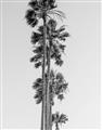 Picture of Palm Trees IV _GroupedProduct_Rectangle_Portrait_Photography _GroupedProduct_Rectangle_Portrait_Unframed_Print_Only_