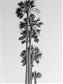 Picture of Palm Trees IV _GroupedProduct_Rectangle_Portrait_Photography _GroupedProduct_Rectangle_Portrait_Unframed_Print_Only_