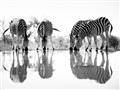 Picture of Sipping Zebras  _GroupedProduct_Rectangle_Landscape_Photography _GroupedProduct_Rectangle_Landscape_Unframed_Print_Only_