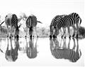 Picture of Sipping Zebras  _GroupedProduct_Rectangle_Landscape_Photography _GroupedProduct_Rectangle_Landscape_Unframed_Print_Only_