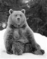 Picture of Snowy Bear _GroupedProduct_Rectangle_Portrait_Photography _GroupedProduct_Rectangle_Portrait_Unframed_Print_Only_