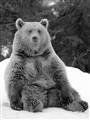 Picture of Snowy Bear _GroupedProduct_Rectangle_Portrait_Photography _GroupedProduct_Rectangle_Portrait_Unframed_Print_Only_