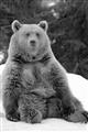 Picture of Snowy Bear _GroupedProduct_Rectangle_Portrait_Photography _GroupedProduct_Rectangle_Portrait_Unframed_Print_Only_