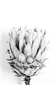 Picture of Soft Protea _GroupedProduct_Rectangle_Portrait_Photography _GroupedProduct_Rectangle_Portrait_Unframed_Print_Only_