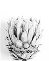 Picture of Soft Protea _GroupedProduct_Rectangle_Portrait_Photography _GroupedProduct_Rectangle_Portrait_Unframed_Print_Only_