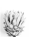 Picture of Soft Protea _GroupedProduct_Rectangle_Portrait_Photography _GroupedProduct_Rectangle_Portrait_Unframed_Print_Only_