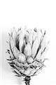 Picture of Soft Protea _GroupedProduct_Rectangle_Portrait_Photography _GroupedProduct_Rectangle_Portrait_Unframed_Print_Only_