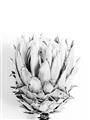 Picture of Soft Protea _GroupedProduct_Rectangle_Portrait_Photography _GroupedProduct_Rectangle_Portrait_Unframed_Print_Only_