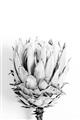 Picture of Soft Protea _GroupedProduct_Rectangle_Portrait_Photography _GroupedProduct_Rectangle_Portrait_Unframed_Print_Only_
