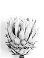 Picture of Soft Protea _GroupedProduct_Rectangle_Portrait_Photography _GroupedProduct_Rectangle_Portrait_Unframed_Print_Only_