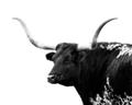 Picture of Spotted Bull  _GroupedProduct_Rectangle_Landscape_Photography _GroupedProduct_Rectangle_Landscape_Unframed_Print_Only_