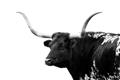 Picture of Spotted Bull  _GroupedProduct_Rectangle_Landscape_Photography _GroupedProduct_Rectangle_Landscape_Unframed_Print_Only_