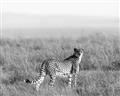 Picture of Spotted in the Savanna  _GroupedProduct_Rectangle_Landscape_Photography _GroupedProduct_Rectangle_Landscape_Unframed_Print_Only_