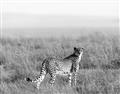Picture of Spotted in the Savanna  _GroupedProduct_Rectangle_Landscape_Photography _GroupedProduct_Rectangle_Landscape_Unframed_Print_Only_