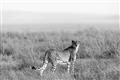 Picture of Spotted in the Savanna  _GroupedProduct_Rectangle_Landscape_Photography _GroupedProduct_Rectangle_Landscape_Unframed_Print_Only_
