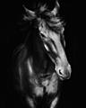 Picture of Stallion _GroupedProduct_Rectangle_Portrait_Photography _GroupedProduct_Rectangle_Portrait_Unframed_Print_Only_