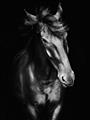 Picture of Stallion _GroupedProduct_Rectangle_Portrait_Photography _GroupedProduct_Rectangle_Portrait_Unframed_Print_Only_