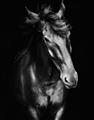 Picture of Stallion _GroupedProduct_Rectangle_Portrait_Photography _GroupedProduct_Rectangle_Portrait_Unframed_Print_Only_