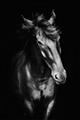 Picture of Stallion _GroupedProduct_Rectangle_Portrait_Photography _GroupedProduct_Rectangle_Portrait_Unframed_Print_Only_